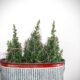plants